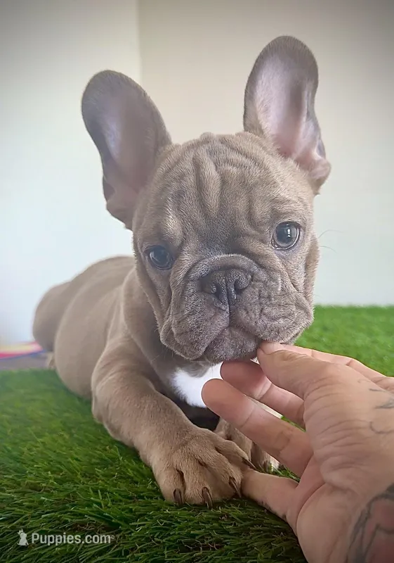 Tiny Tim – French Bulldog puppy for sale in Port St. Lucie, FL