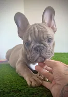 Tiny Tim, a male French Bulldog for sale in Port St. Lucie, FL – 2 of 2