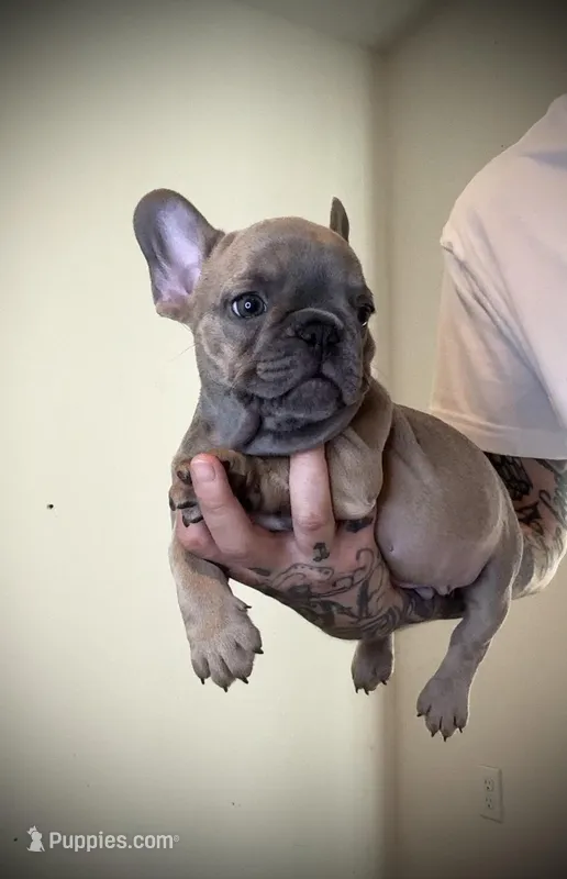 Tiny Tim – French Bulldog puppy for sale in Port St. Lucie, FL