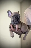Tiny Tim, a male French Bulldog for sale in Port St. Lucie, FL – Photo 1 of 2
