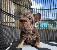 Rosita, a female French Bulldog for sale in Port St. Lucie, FL – 2 of 4