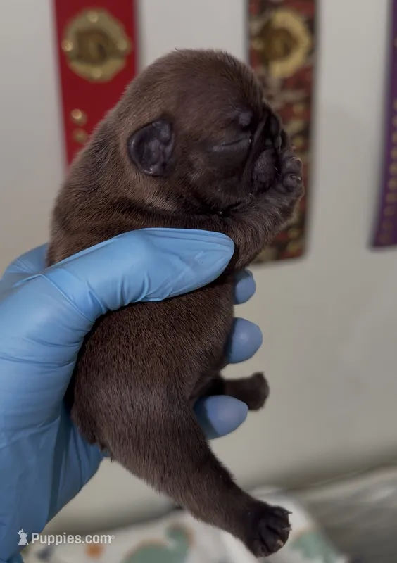 Red Girl – French Bulldog puppy for sale in Port St. Lucie, FL