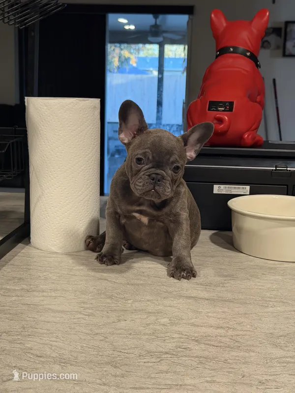 Sweets – French Bulldog puppy for sale in Port St. Lucie, FL