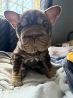 Rosita, a female French Bulldog for sale in Port St. Lucie, FL – 4 of 4