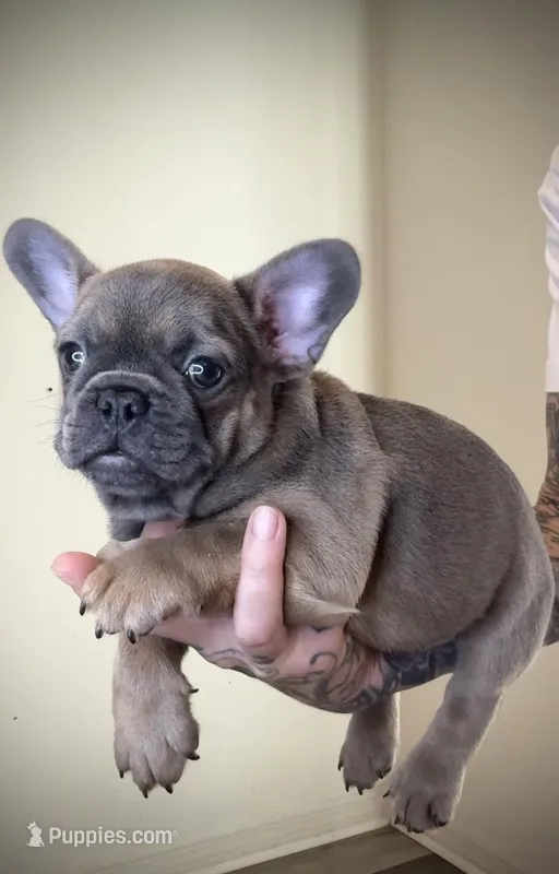 Frank The Tank – French Bulldog puppy for sale in Port St. Lucie, FL