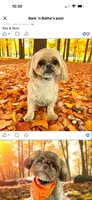 Jed , a male Shih Tzu for sale in Byrdstown, TN – 2 of 3