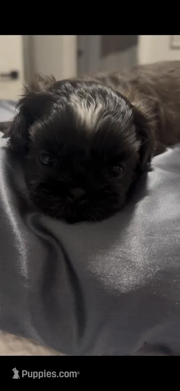 Jed  – Shih Tzu puppy for sale in Byrdstown, TN