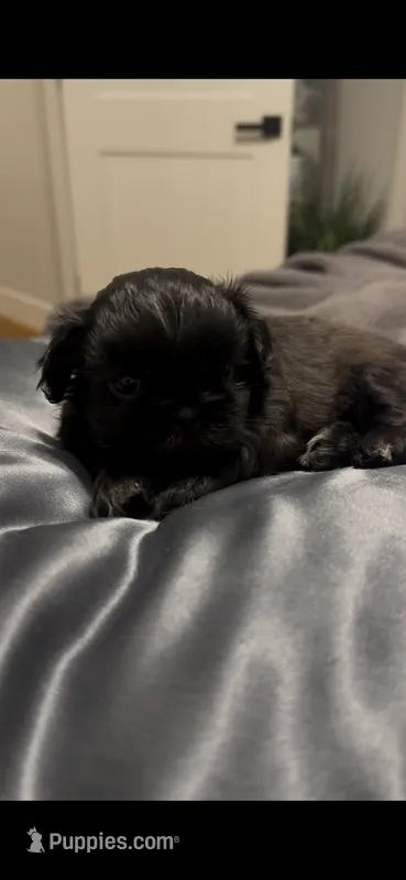 Ringo  – Shih Tzu puppy for sale in Byrdstown, TN