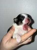 Athena, a female Pomeranian for sale in Lanett, AL – Photo 2 of 4