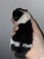 Athena, a female Pomeranian for sale in Lanett, AL – Photo 4 of 4