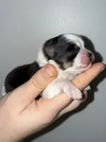 Athena, a female Pomeranian for sale in Lanett, AL – Photo 3 of 4