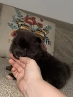 Blu-belle, a female Pomeranian for sale in Lanett, AL – Photo 2 of 5