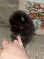 Blu-belle, a female Pomeranian for sale in Lanett, AL – Photo 5 of 5