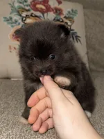 Blu-belle, a female Pomeranian for sale in Lanett, AL – Photo 1 of 5