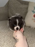 Echo, a male Pomeranian for sale in Lanett, AL – Photo 3 of 4