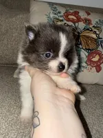 Echo, a male Pomeranian for sale in Lanett, AL – Photo 4 of 4