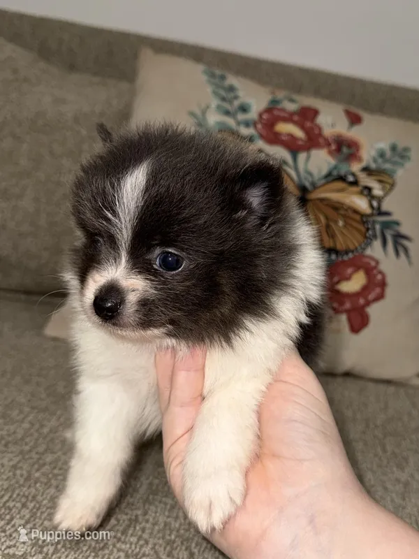 Echo, a male Pomeranian for sale in Lanett, AL – Photo 1 of 4