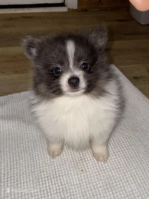 Echo – Pomeranian puppy for sale in Lanett, AL