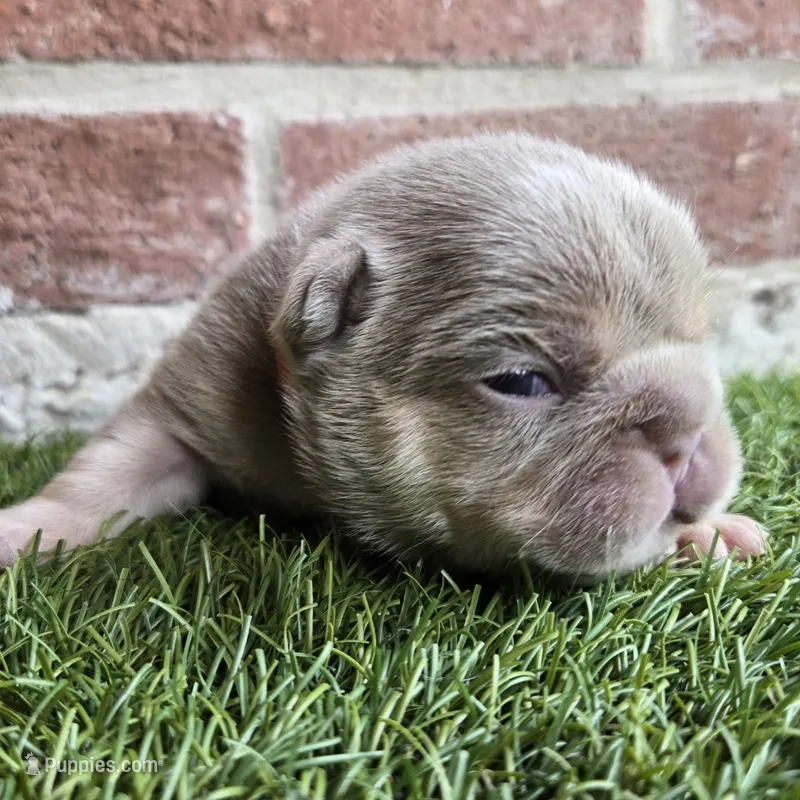 Tito – French Bulldog puppy for sale in Forney, TX