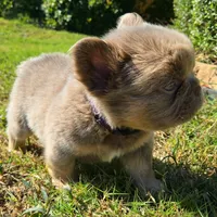 Jackie, a male French Bulldog for sale in Forney, TX – 4 of 10