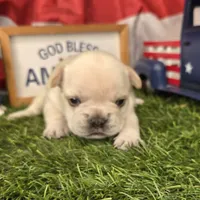Lucy, a female French Bulldog for sale in Forney, TX – 4 of 6