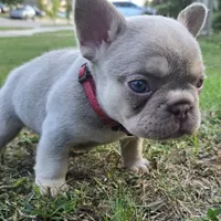Tito, a male French Bulldog for sale in Forney, TX – 8 of 10