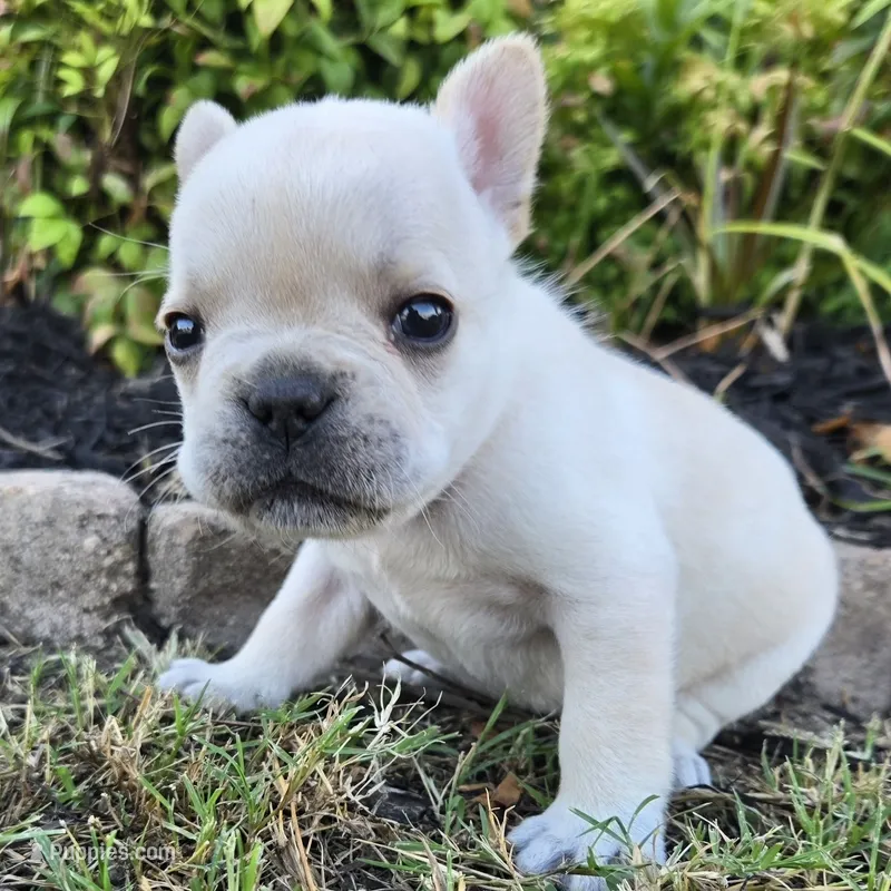 Peppermint Patty – French Bulldog puppy for sale in Forney, TX