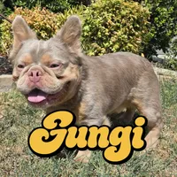 Jackie, a male French Bulldog for sale in Forney, TX – 4 of 5