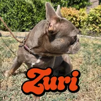 Jackie, a male French Bulldog for sale in Forney, TX – 5 of 5