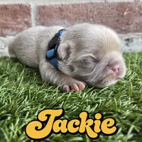 Jackie, a male French Bulldog for sale in Forney, TX – 3 of 5