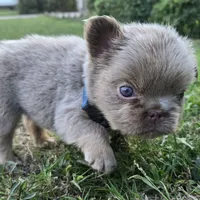 Jermaine (ON HOLD), a male French Bulldog for sale in Forney, TX – 5 of 9