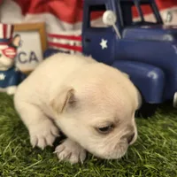 Peppermint Patty, a female French Bulldog for sale in Forney, TX – 3 of 5
