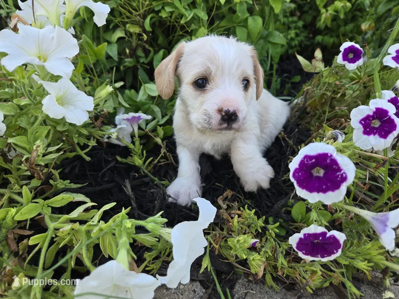 Snoopy – Cavalier King Charles Spaniel puppy for sale in Forney, TX