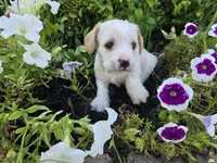 Snoopy, a male Cavalier King Charles Spaniel for sale in Forney, TX – 1 of 5