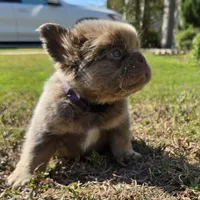 Jackie, a male French Bulldog for sale in Forney, TX – 10 of 10