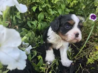 Charlie Brown, a male Cavalier King Charles Spaniel for sale in Forney, TX – 2 of 6