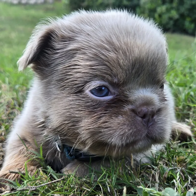 Jackie – French Bulldog puppy for sale in Forney, TX