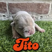 Tito, a male French Bulldog for sale in Forney, TX – 3 of 5