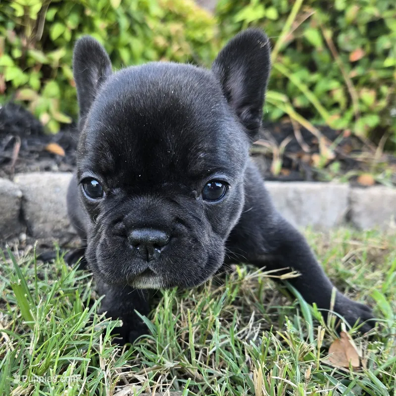 Marcie – French Bulldog puppy for sale in Forney, TX