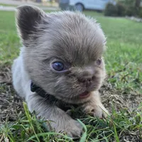 Jermaine (ON HOLD), a male French Bulldog for sale in Forney, TX – 2 of 9