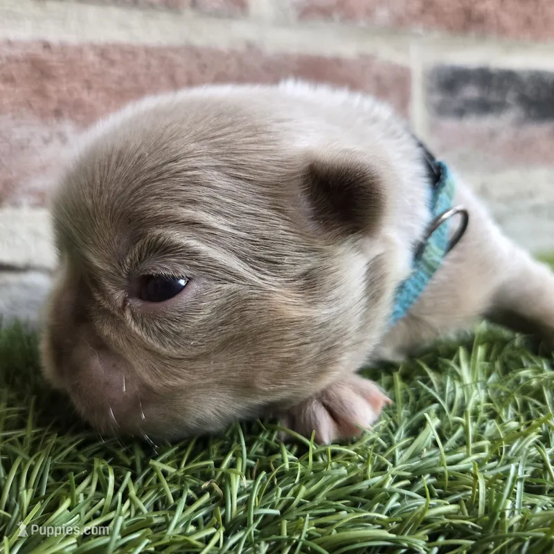 Jermaine – French Bulldog puppy for sale in Forney, TX