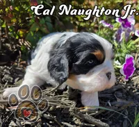 Cal Naughton Jr., a male Cavalier King Charles Spaniel for sale in Forney, TX – Photo 1 of 4