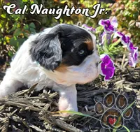 Cal Naughton Jr., a male Cavalier King Charles Spaniel for sale in Forney, TX – Photo 3 of 4