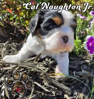 Cal Naughton Jr., a male Cavalier King Charles Spaniel for sale in Forney, TX – Photo 2 of 4