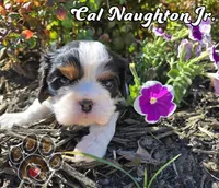 Cal Naughton Jr., a male Cavalier King Charles Spaniel for sale in Forney, TX – Photo 4 of 4