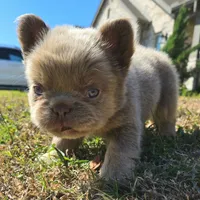 Jackie, a male French Bulldog for sale in Forney, TX – 6 of 10
