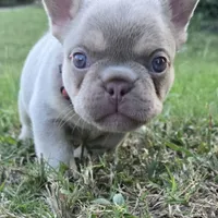 Tito, a male French Bulldog for sale in Forney, TX – 4 of 10