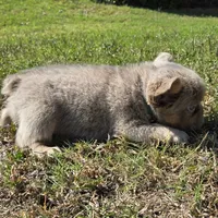 Jackie, a male French Bulldog for sale in Forney, TX – 4 of 8
