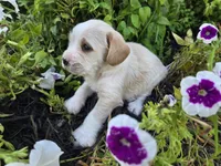Snoopy, a male Cavalier King Charles Spaniel for sale in Forney, TX – 3 of 5