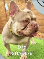 Sally, a female French Bulldog for sale in Forney, TX – 6 of 6